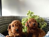 Sağlık Ve Irk Garantili Toy Poodle