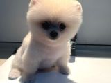 Pomerıan Boo