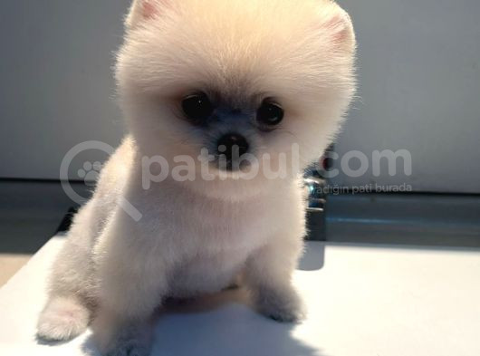Pomerıan Boo görsel
