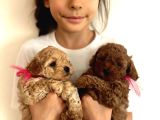 Orjinal Toy Poodle Teacup Kore Ailemizin Yavruları