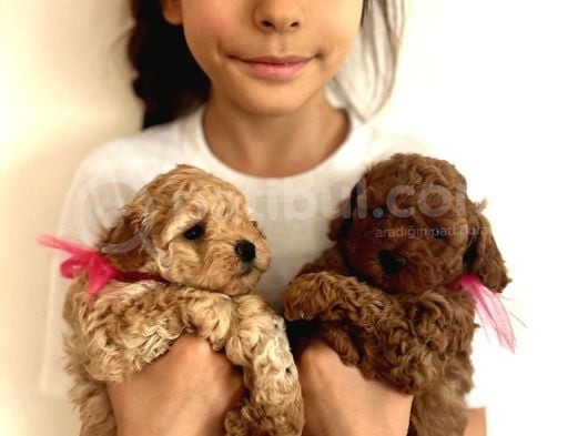 Orjinal Toy Poodle Teacup Kore Ailemizin Yavruları görsel