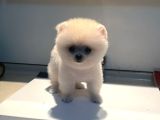 Pomerıan Boo