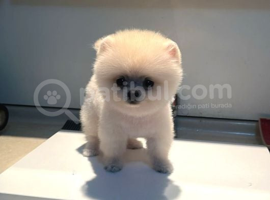 Pomerıan Boo görsel