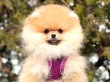 Teddy Face Boo Pomeranian Bebekler
