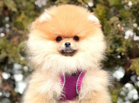Teddy Face Boo Pomeranian Bebekler görsel