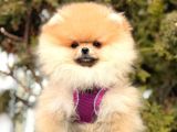 Teddy Face Boo Pomeranian Bebekler