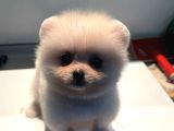 Pomerıan Boo
