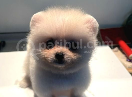 Pomerıan Boo