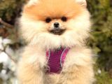 Teddy Face Boo Pomeranian Bebekler
