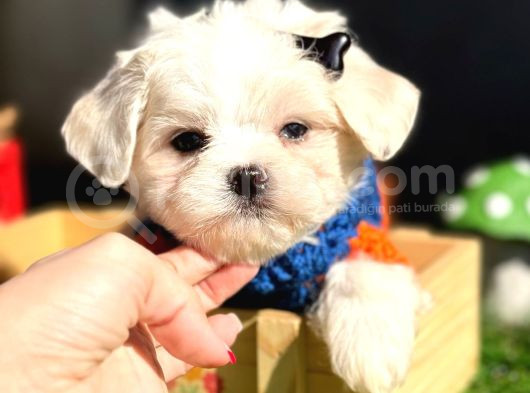 Tea Cup Maltese Terri̇er Bebekleri̇mi̇z görsel