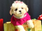 Tea Cup Maltese Terri̇er Bebekleri̇mi̇z