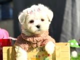 Tea Cup Maltese Terri̇er Bebekleri̇mi̇z