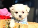 TEA CUP MALTESE TERRİER BEBEKLERİMİZ