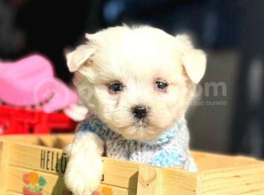 Tea Cup Maltese Terri̇er Bebekleri̇mi̇z
