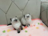 EVDEN BRİTİSH SHORTHAİR YAVRULARIMIZ