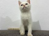 Kar Topu Mavi Gözlü Kedim
