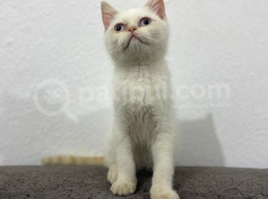 Kar Topu Mavi Gözlü Kedim görsel