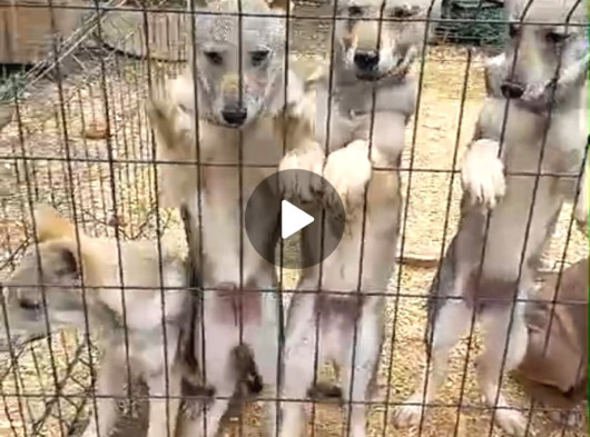 Wolfdog Yavruları görsel