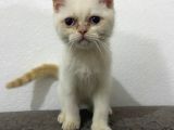 Kar Topu Mavi Gözlü Kedim