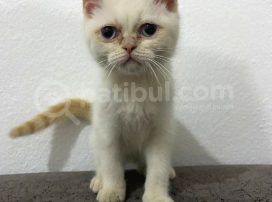 Kar Topu Mavi Gözlü Kedim görsel