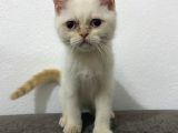 Kar Topu Mavi Gözlü Kedim