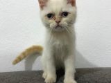 Kar Topu Mavi Gözlü Kedim