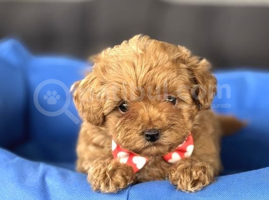 Sevi̇mli̇ Malti̇poo Bebekler