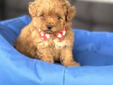 Sevi̇mli̇ Malti̇poo Bebekler