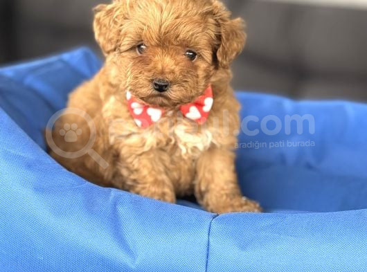 Sevi̇mli̇ Malti̇poo Bebekler görsel