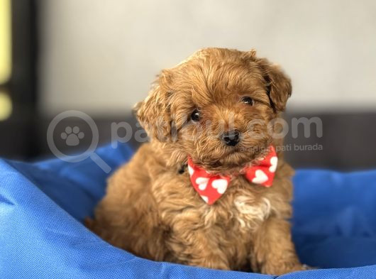 Sevi̇mli̇ Malti̇poo Bebekler görsel