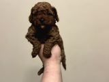 Red Di̇şi̇ Erkek Toy Poodle Oyuncak Bebekler