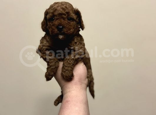 Red Di̇şi̇ Erkek Toy Poodle Oyuncak Bebekler görsel