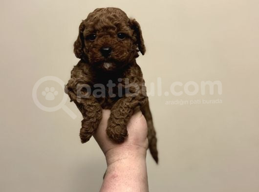 Red Di̇şi̇ Erkek Toy Poodle Oyuncak Bebekler