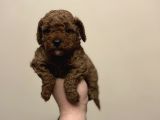 Red Di̇şi̇ Erkek Toy Poodle Oyuncak Bebekler