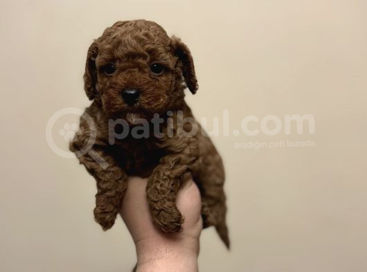 Red Di̇şi̇ Erkek Toy Poodle Oyuncak Bebekler görsel