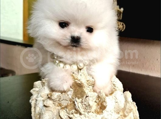 Ayıcık Surat Boo Pomeranian Yavrular