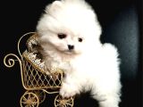 Ayıcık Surat Boo Pomeranian Yavrular