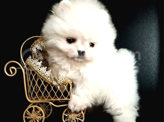 Ayıcık Surat Boo Pomeranian Yavrular görsel