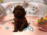 Kore Kan Poodle Mini Yavrular