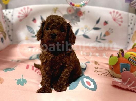 Kore Kan Poodle Mini Yavrular görsel