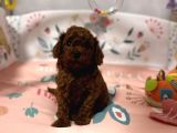 Kore Kan Poodle Mini Yavrular