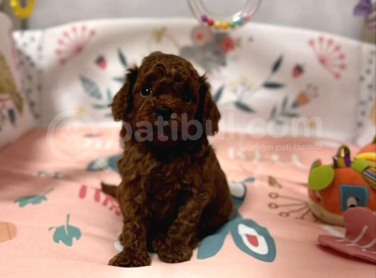 Kore Kan Poodle Mini Yavrular