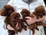 Red Brown Toy Poodle Yavrular