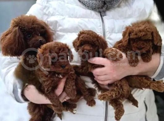 Red Brown Toy Poodle Yavrular görsel