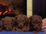 Red Brown Toy Poodle Yavrular