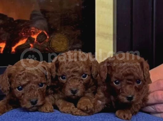 Red Brown Toy Poodle Yavrular görsel