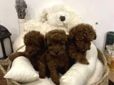 Red Brown Toy Poodle Yavrular
