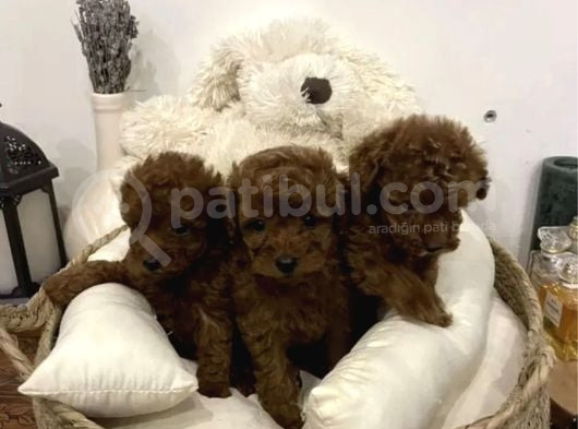 Red Brown Toy Poodle Yavrular