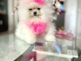 Teacup Di̇şi̇