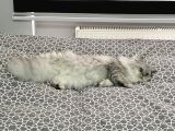 British Longhair